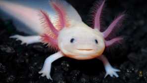 Axolotl: съдържание, грижи, разреждане, съвместимост, описание, хранене, снимка, видео